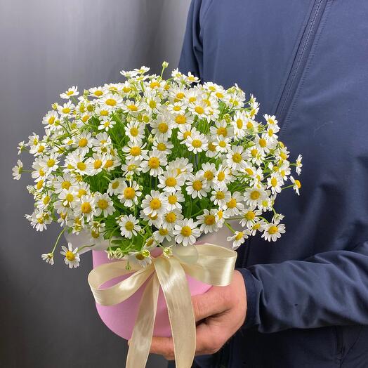 🌼Margaritas 🌼 en una Caja