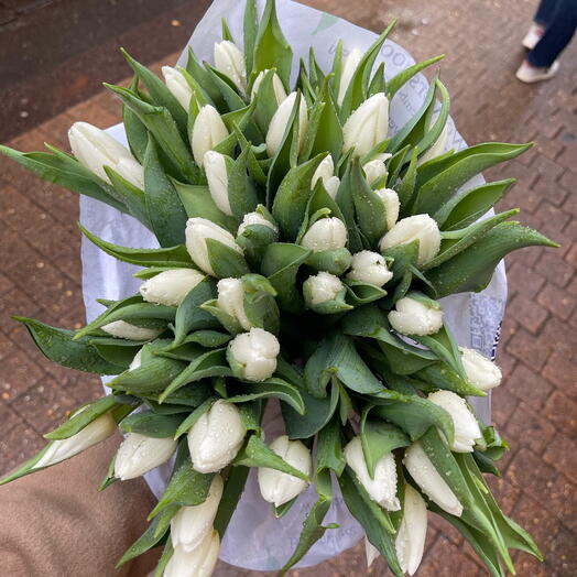 Tulips white 29 stems