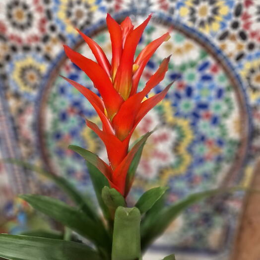 Guzmania rouge