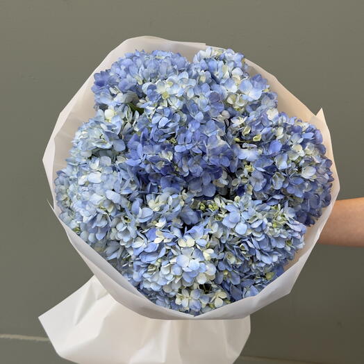 7 Hortensias Azul