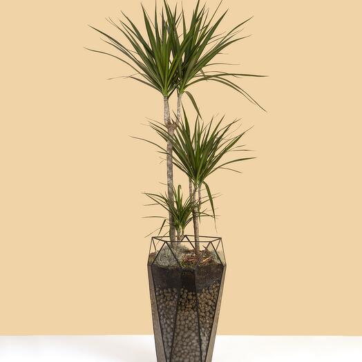 Palma Dracaena en maceta de vidrio "Zanahoria" 130cm del piso