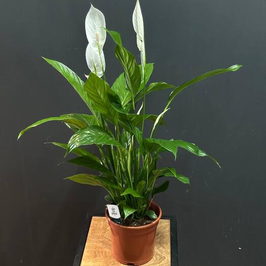 Спатифиллум 17см