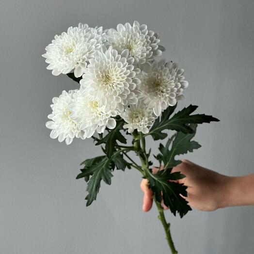 Tvoy Florist