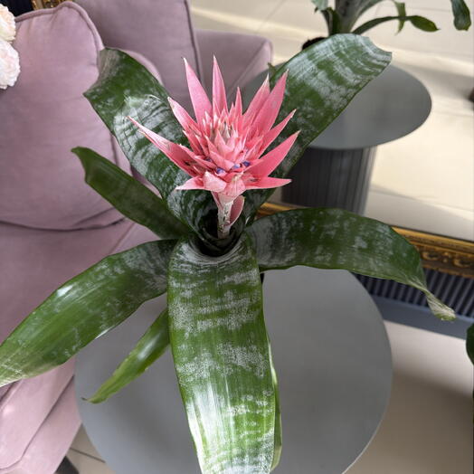 Flora