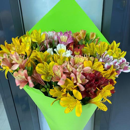 Alstroemeria 17