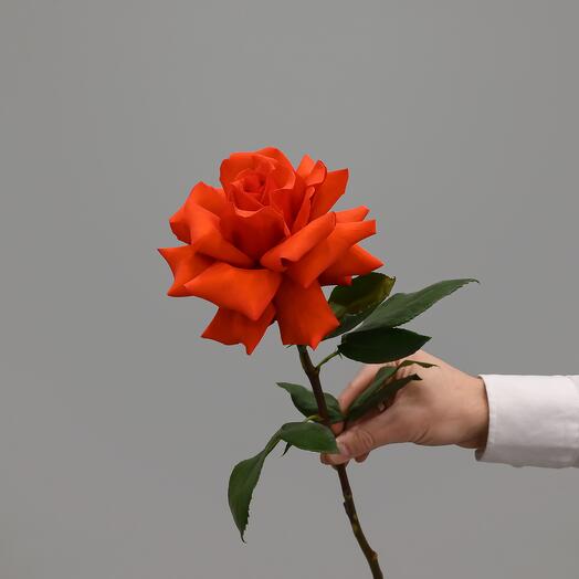 Rosa francesa roja