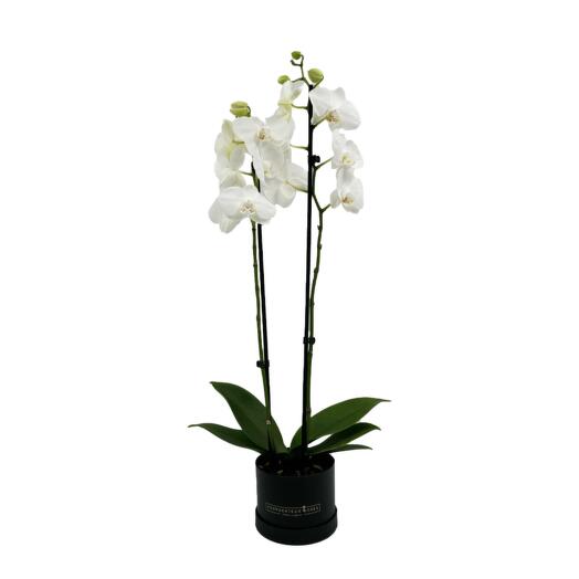 Orquidea premium blanca