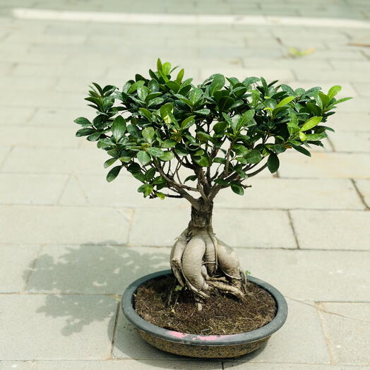 Ficus Ginseng Bonsai 40cm