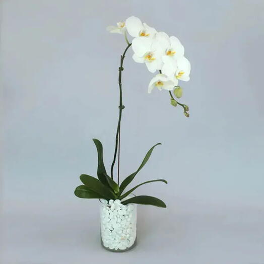 White Orchid Beauty: A Graceful Vase Ensemble | Phalaenopsis Orchid Plant