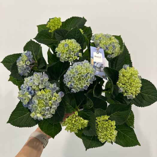 Magical Revolution blue Гортензия крупнолистная 9 соцветий
