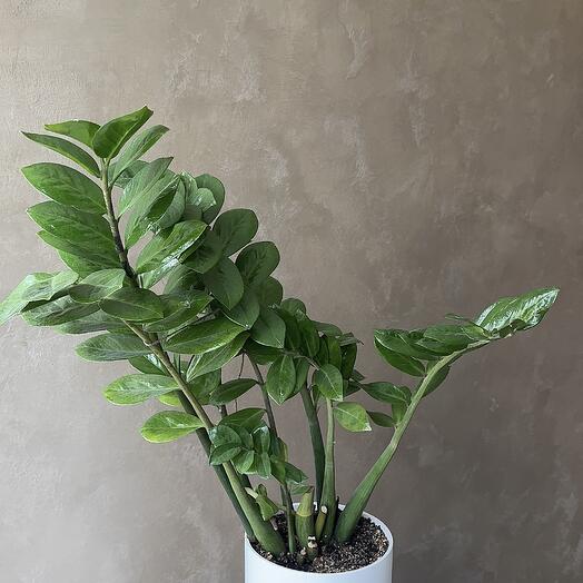 Di-flowers