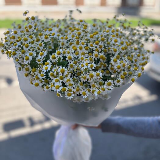 Ромашки