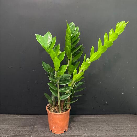 Замиокулькас (долларовое дерево)