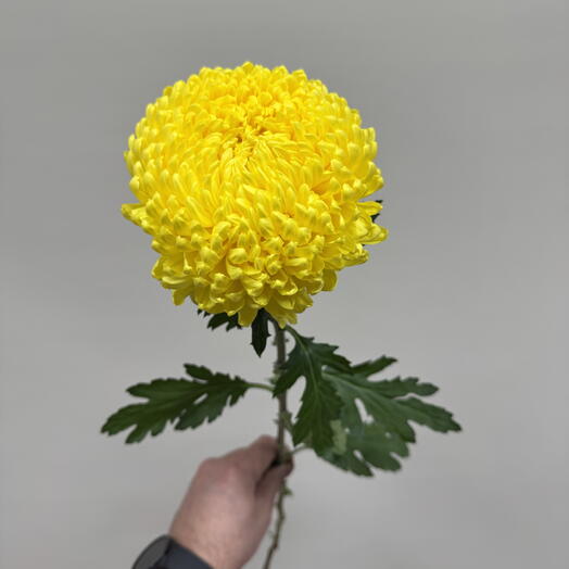 Роза Хаус
