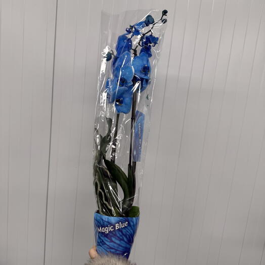 Cvetochniy butik
