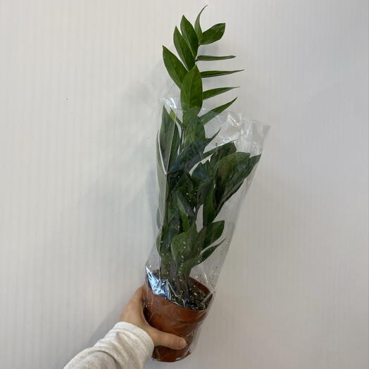 Flowershop pinsk