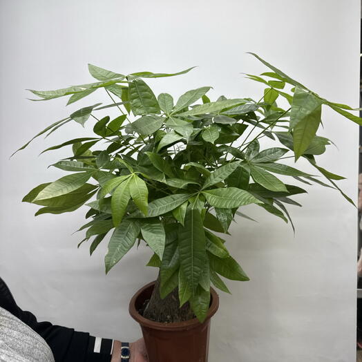 Passiflora