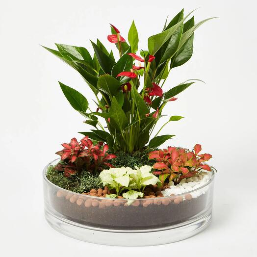 3 Fittonia   1 Anthurium Plant In Platter Shape Planter