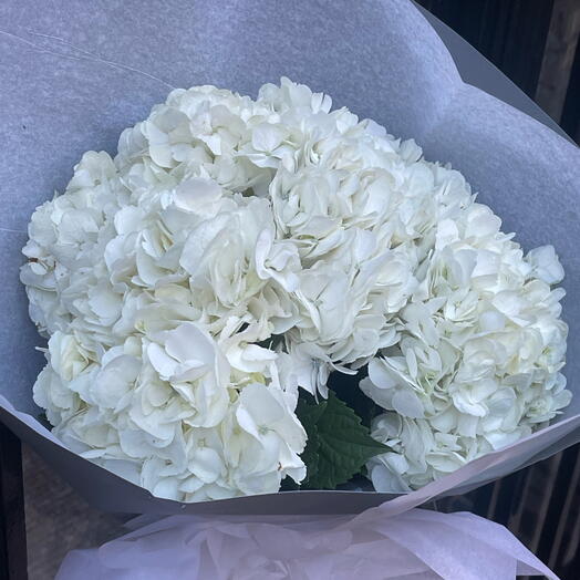 Hortensia white 5 flowers