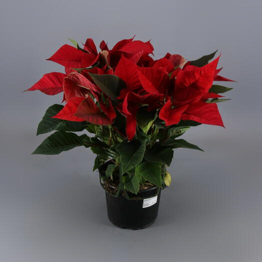 Poinsetia 45 cm