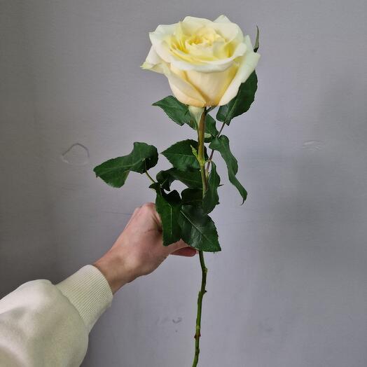 Роза Пионовидная Эквадор 70см