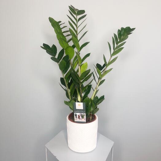 Замиокулькас (долларовое дерево)