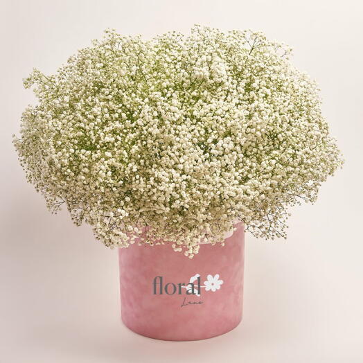 Beauty of gypsophila in Box