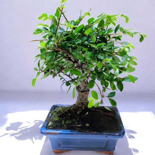 BONSAI OLMO JAPONES 5 AÑOS