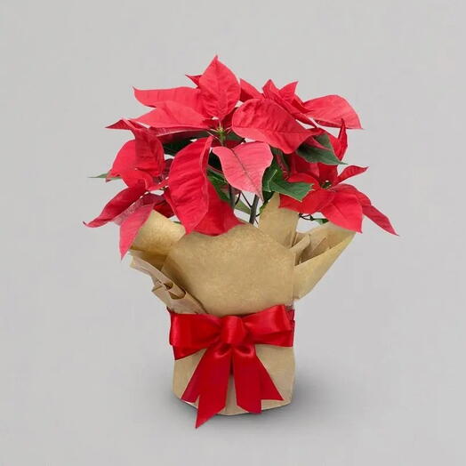 Poinsettia Plant