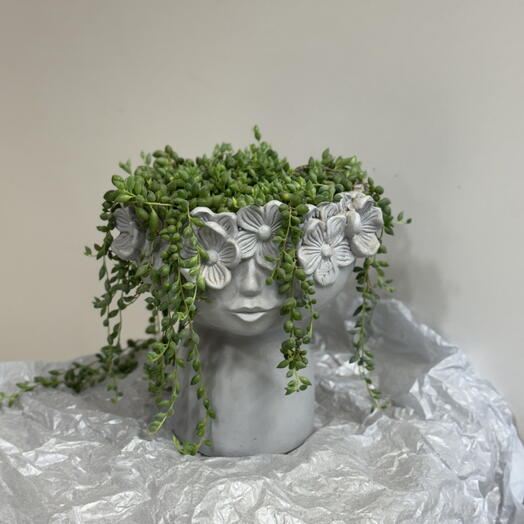 Крестовник в гипсовом кашпо «Фея»