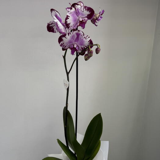 Fresh Flowers kzn