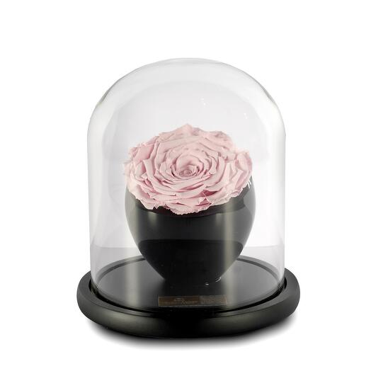 Light Pink Preserved Roses in crystal vase Single