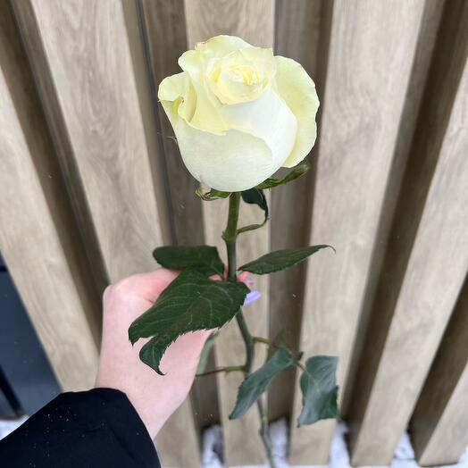 Роза Мондиаль 60 см