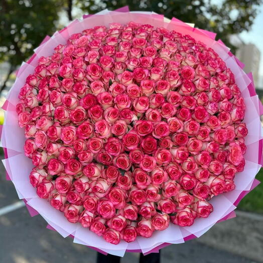 Double colour 80 cm equcdor rose premium quality