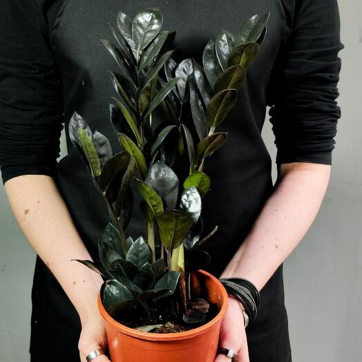 Замиокулькас Равен (Zamioculcas Raven) D14см