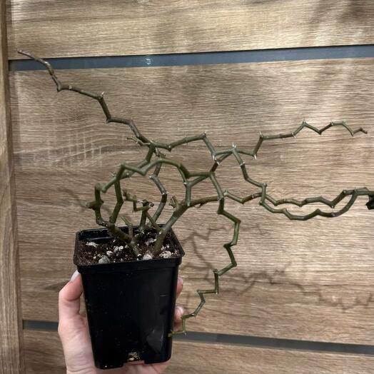 JUNGLE KEYS