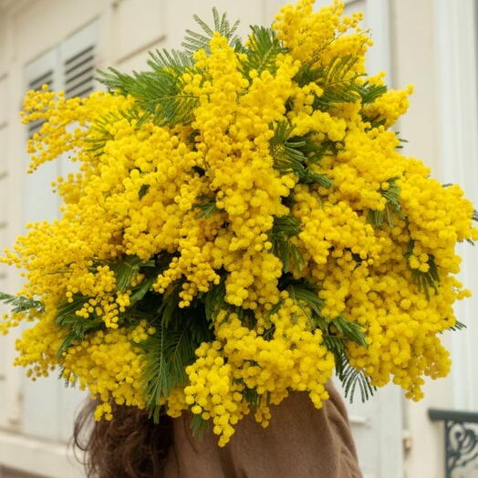 Bouquet of mimosa