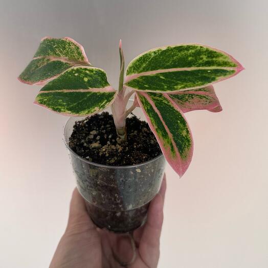 Анлаонема (Aglaonema) Пинк О-ла-ла