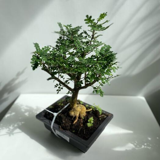 Houseplant Hamedorea Elegance