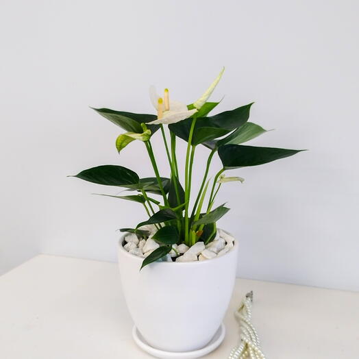 Natural’s vessels