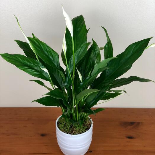 Peace Lily