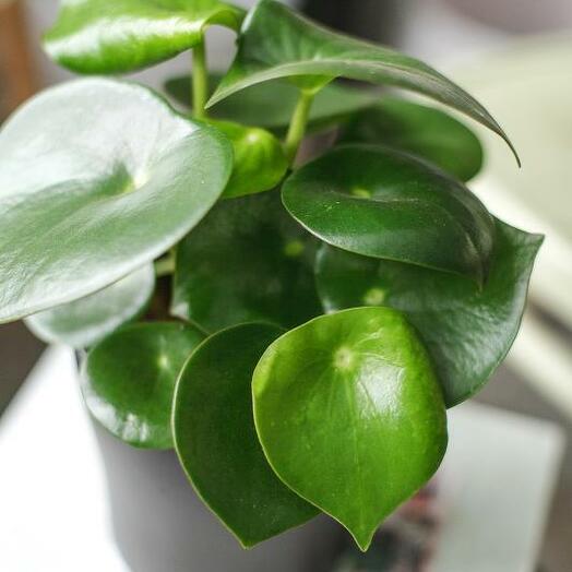 Chinese money plant small (peperomia)