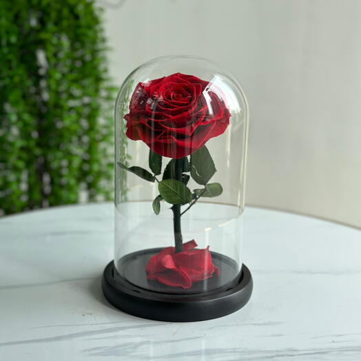 Forever Rose Red (preserved rose)