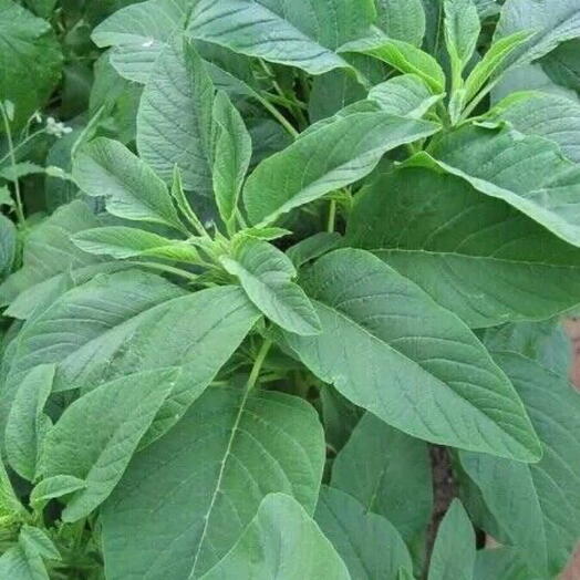 Green Stem Amaranth Seeds - GREEN GIANT - Callaloo Seeds - 2500 Seeds (UK Seller)