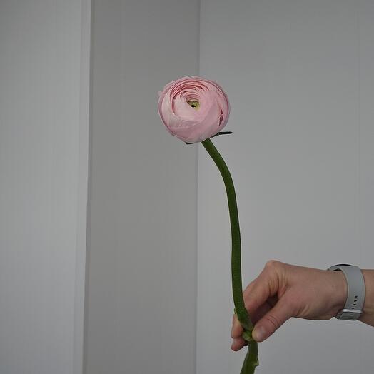 Ранункулюс розовый