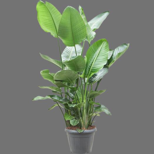 Стрелиция 200 см