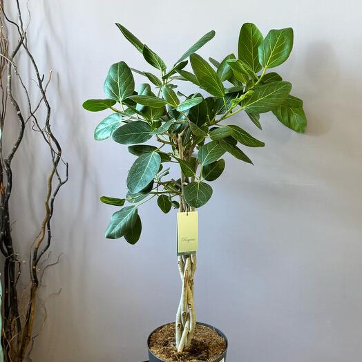 vip flower