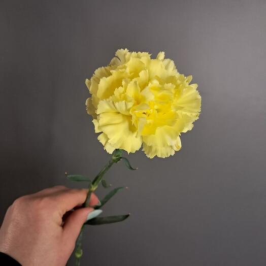 Диантус желтый Гермес