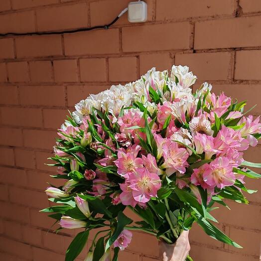 Альстромерия микс