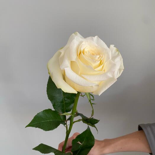 Роза «Кандерляйт»